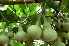 探究葫芦苗的种植与养护图片