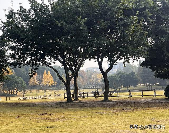 成都城市中的草原牧场，彩林比阿勒泰还美，公交车地铁直达！