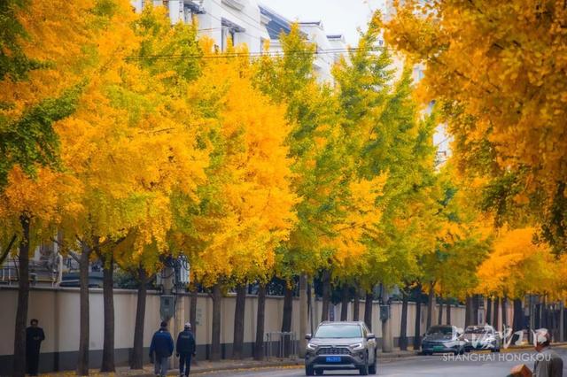 又到落叶季！错过等一年~