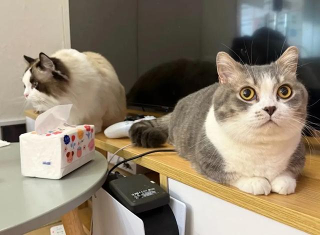 不想被调教了,终于有人教我怎么玩了?