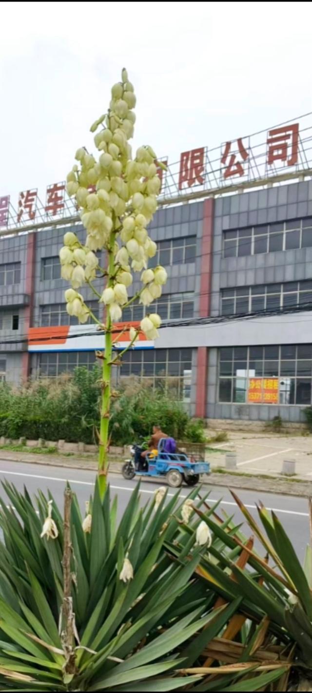 冬日偶遇花期中的剑麻