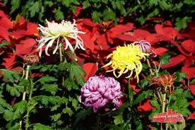 超30000盆菊花提前曝光！福州西湖菊展即将开启，时间就在……图片