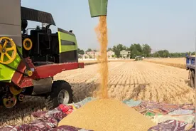 都说种麦子不赚钱，来算一算农民种麦的真实收入，跟打工能比吗？图片