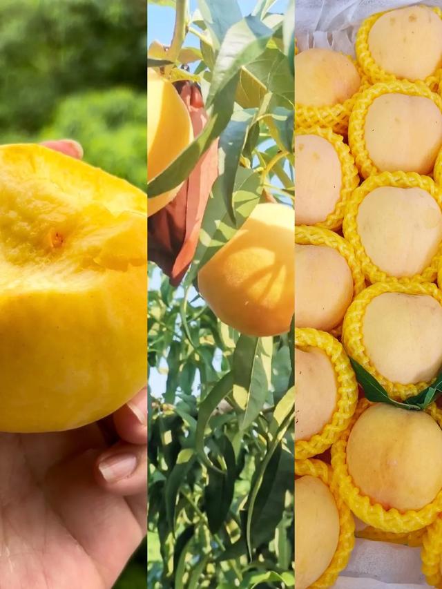 🍑贵阳周边桃子采摘全攻略 轻松实现桃子自由！