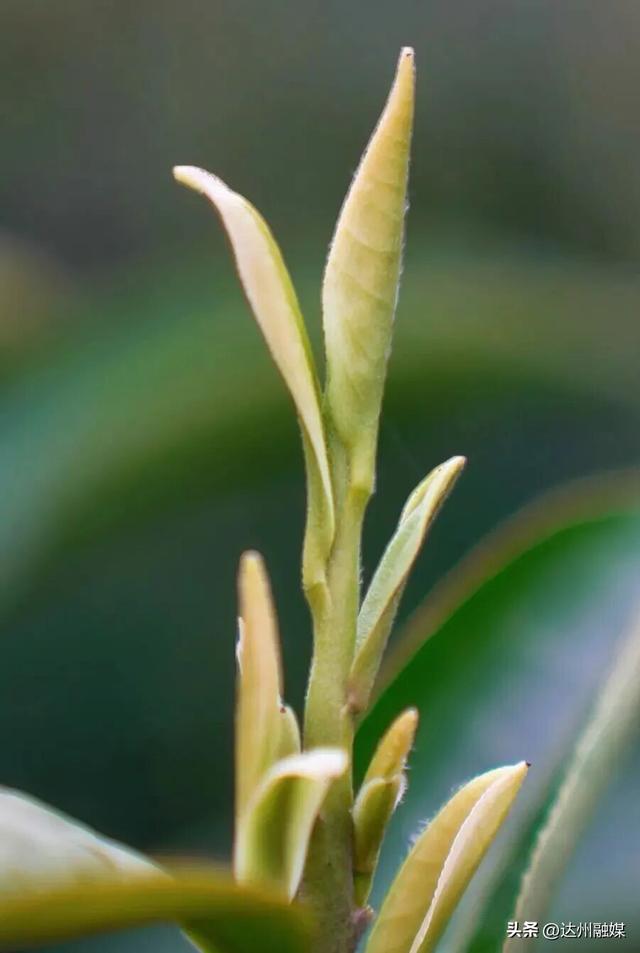 好一片“绿茶”！被达州大竹这片万亩茶海治愈了