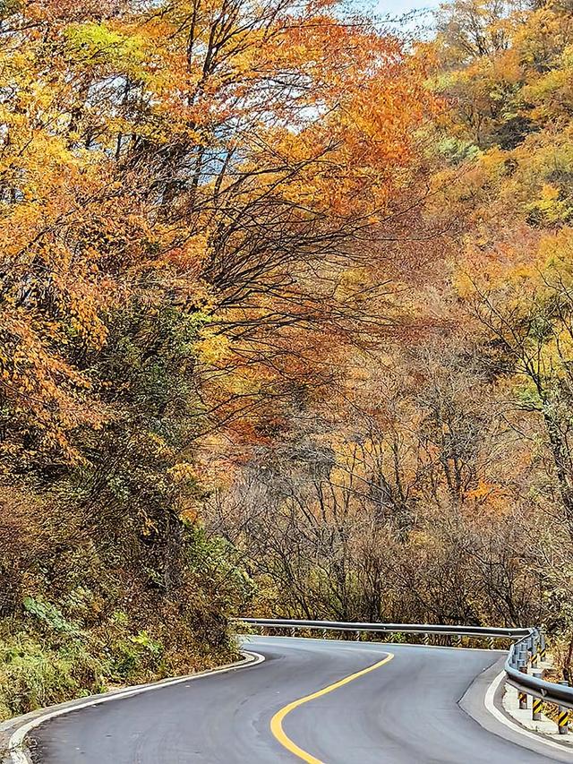 2024深秋四川行19 神农架风景区2 华中屋脊的五彩秘境