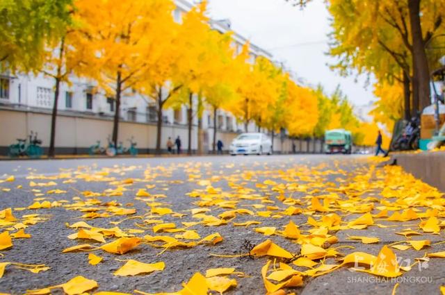 又到落叶季！错过等一年~