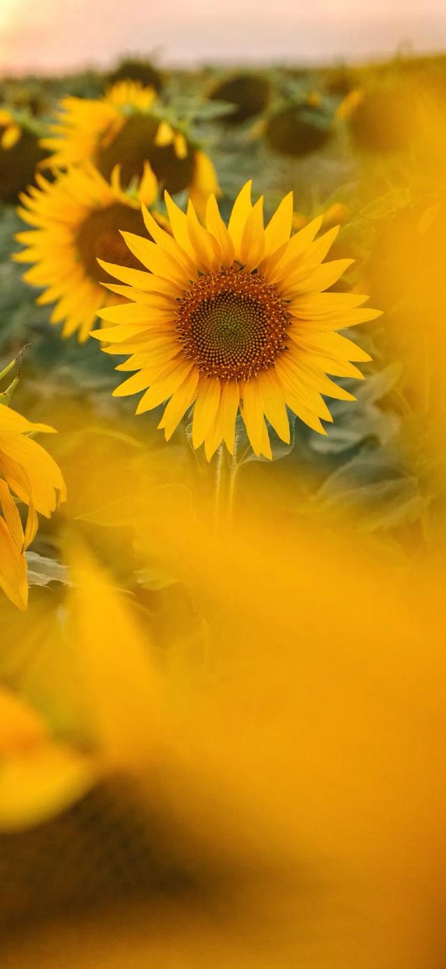 壁纸｜连天气都是瞬息万变的， 谁又能保证身边的一切不会变