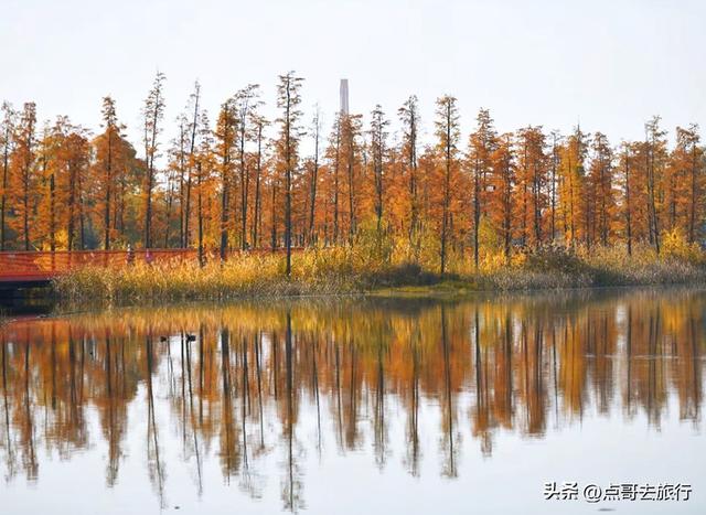 跟着法国总统游成都，24小时内去了哪些景点？成都真的太美了！