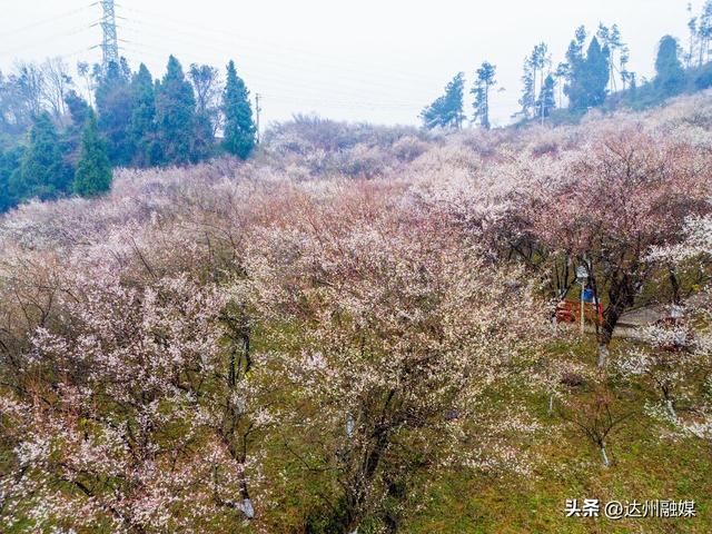 达川区百节镇：梅花笑绽迎宾客 刨汤暖宴贺新春