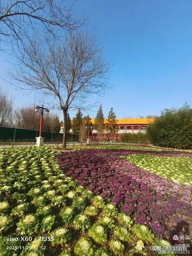 北京景山公园羽衣，冬园锦色｜申艳娟