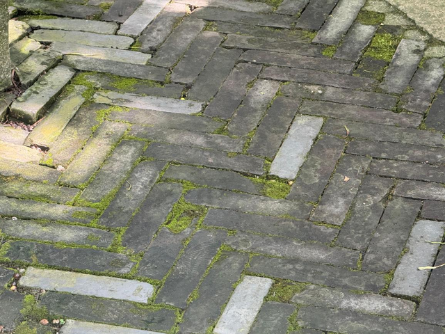 公园路面长青苔致游客滑倒，除“癣”有啥好办法？