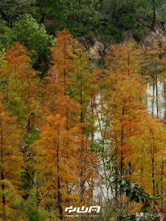 太出片啦！中山焦糖色「落羽杉」上线