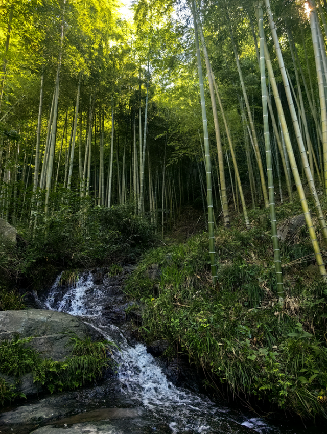 卡利姆莫干山茶会、卡利姆莫干山国际竹林野生茶基地启动