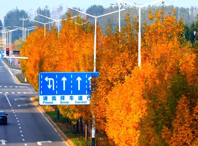 私藏推荐！潍城这片白蜡美到峰值......