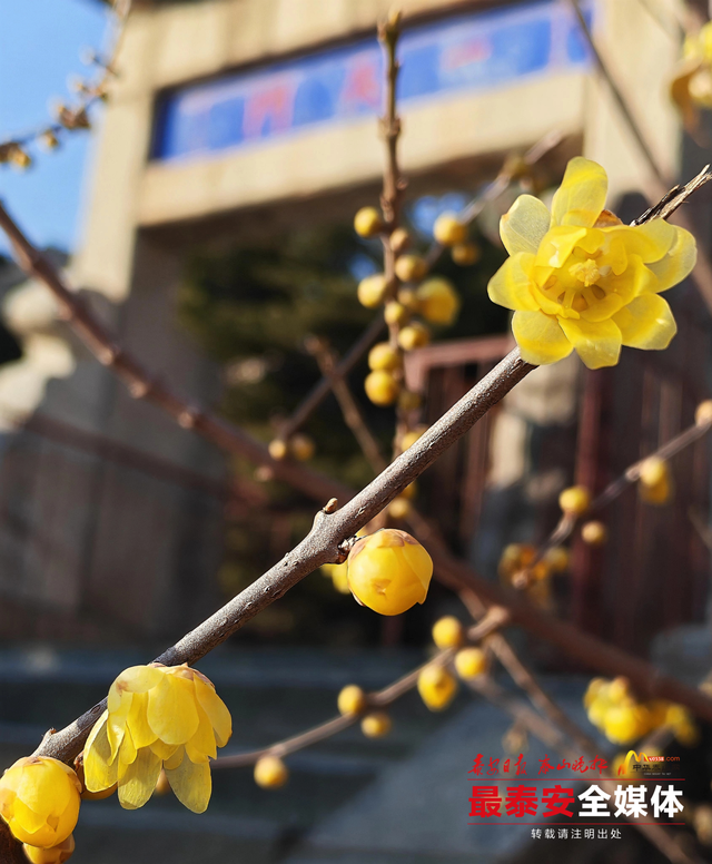 泰山一天门素心蜡梅凌寒绽放