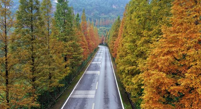 綦江古剑山：初冬“登山赏林”时间已到，错过了只能等来年！