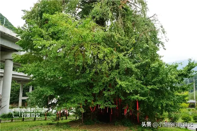 这座人口4万多的秦岭小城，夏天太太太舒服！气温22℃，超强避暑