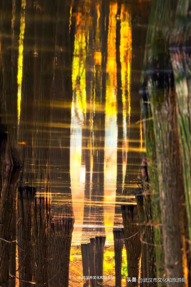 武汉这片杉树林，喀纳斯啊你！
