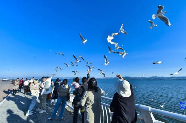 决胜“十四五” 迈上新台阶 | 滇池畔再续人鸥情 昆明擦亮春城文旅名片