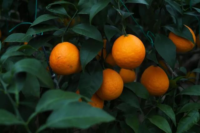 长三角果香正浓！快到这些当季采摘点位探“鲜”吧~