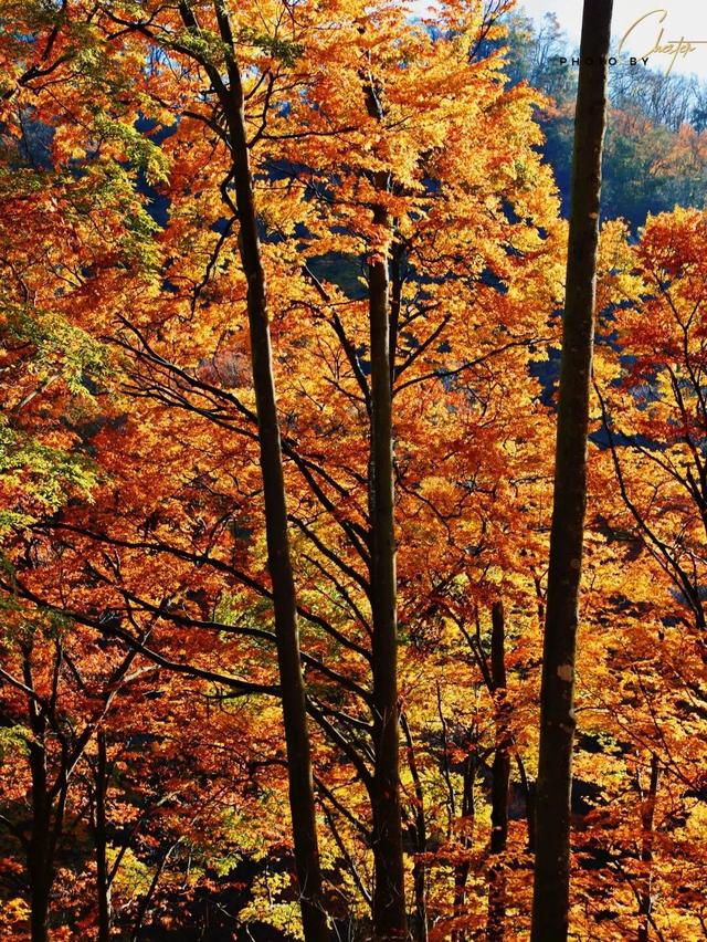 追了光雾山的红叶，这个秋天没白过！