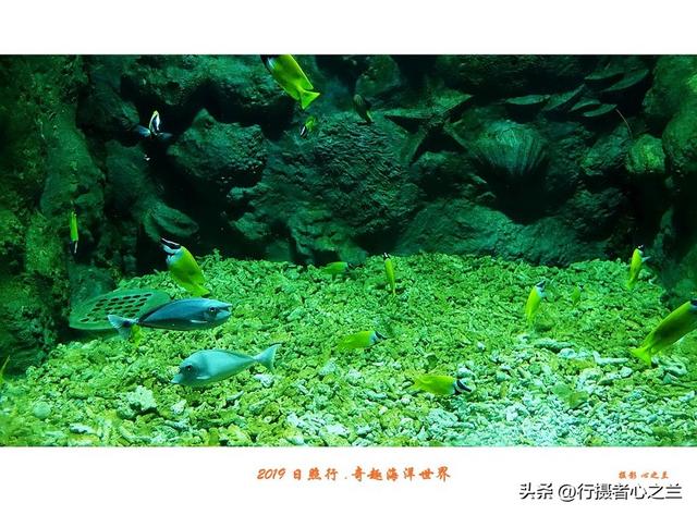 山东行游影记（91）—日照奇趣海洋世界（二）