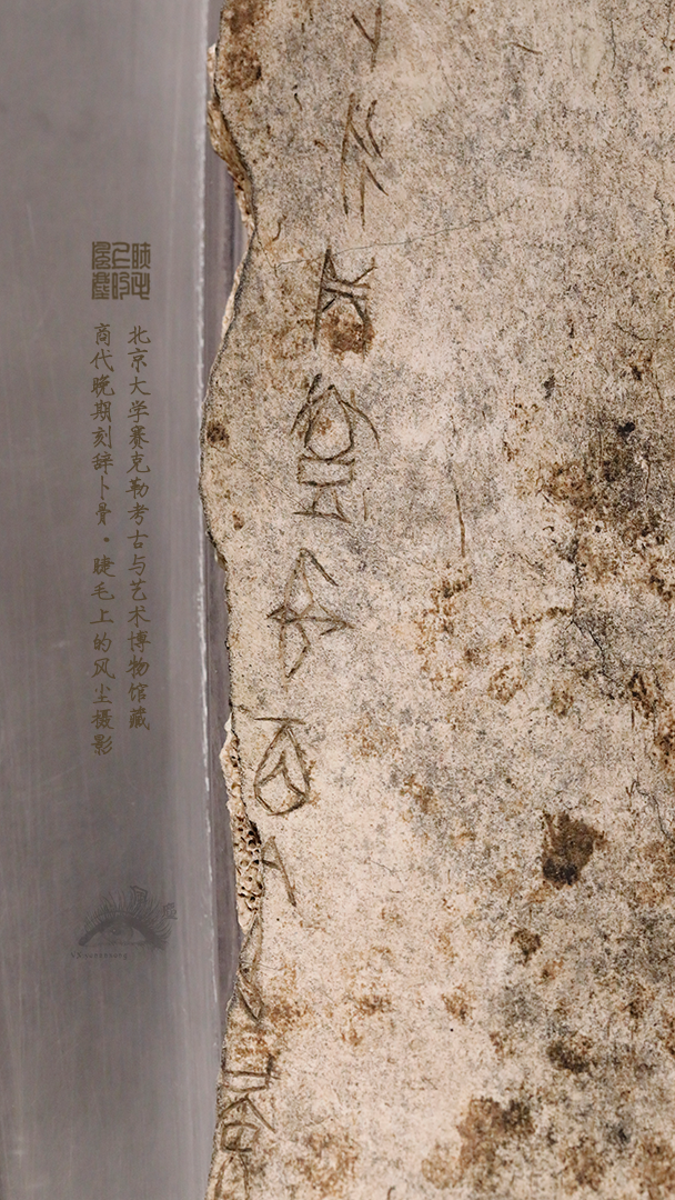北京大学馆藏探秘：商代晚期刻辞卜骨，解锁千年占卜密码