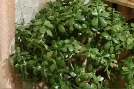 玉树有“致命弱点”，小心别踩坑，这样养枝繁叶茂，开出富贵花图片