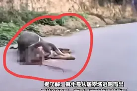 突发！疯牛死追屠宰工人一路顶撞至无法动弹被击毙，网友却心疼牛图片