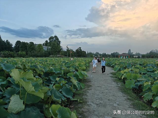 荷花好,出淤泥而不染