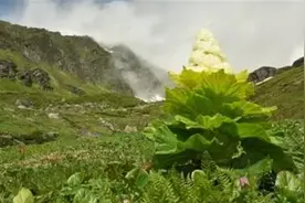 喜马拉雅山脉上的“大白菜”，一生只开一次花！摘一棵罚4000？图片