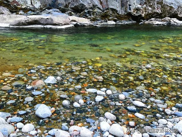 立减10℃!绿色天然避暑胜地,就在黑河国家森林公园→
