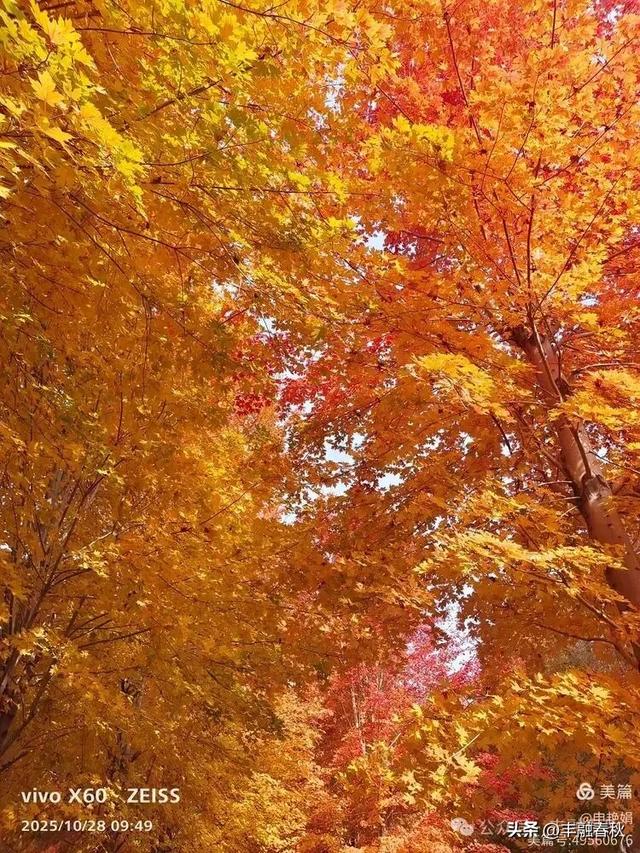 丹枫映秋,枫彩满楼|申艳娟