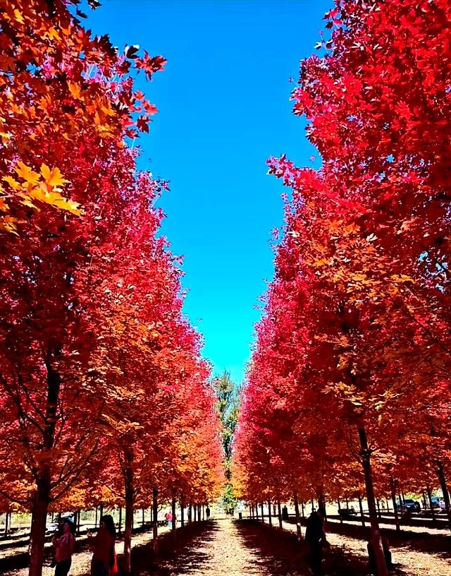 比香山更壮观！央视都来打卡，这片枫叶林美成火焰山，停车还免费