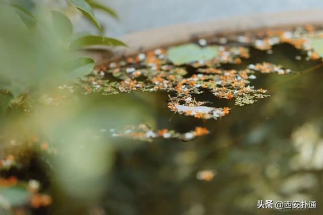 上一个晴天，为你“抢收”了5片金灿灿的桂花