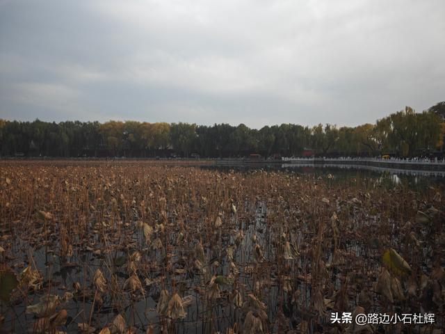 从童年嬉闹到诗意园林——一个北京土著的北海公园记忆