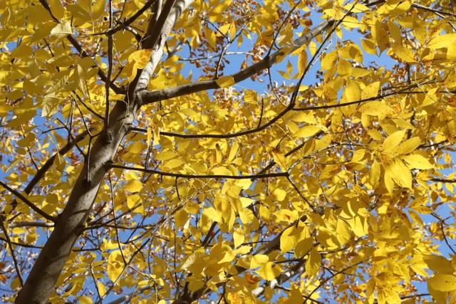 莲花池公园满目鎏金，这个周末等您来赏→