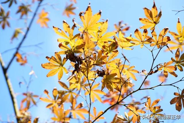 如东的秋天，都藏在这里了→