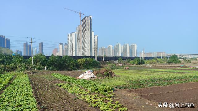 漯河历史文化遗迹之郝家台遗址