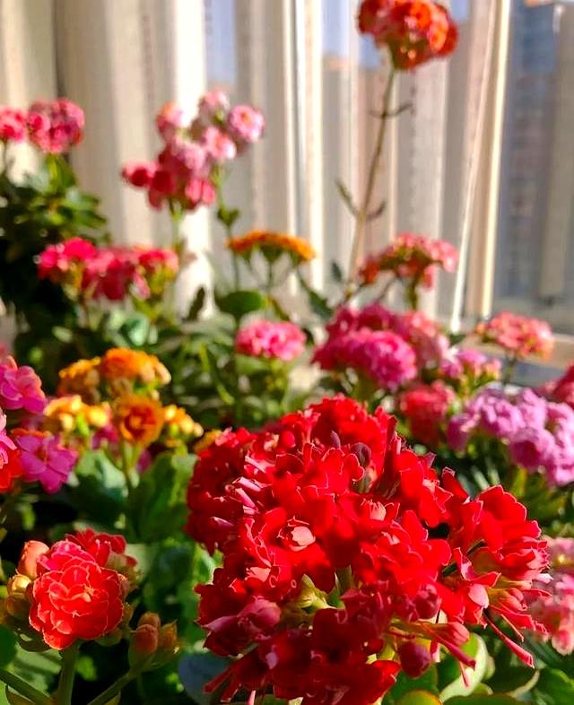 北京一太太因“酸奶杯养长寿花小苗	”走红网络，省钱又治愈，牛