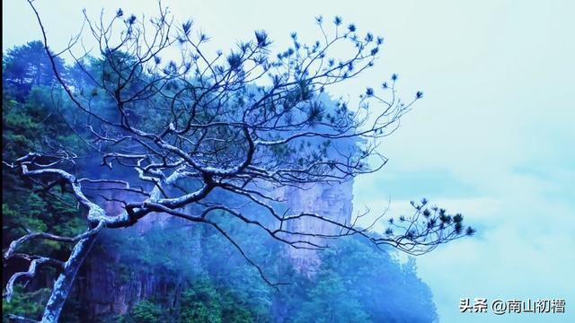 奇！世有白皮松，与百井仙山共处，走，一起去瞧瞧