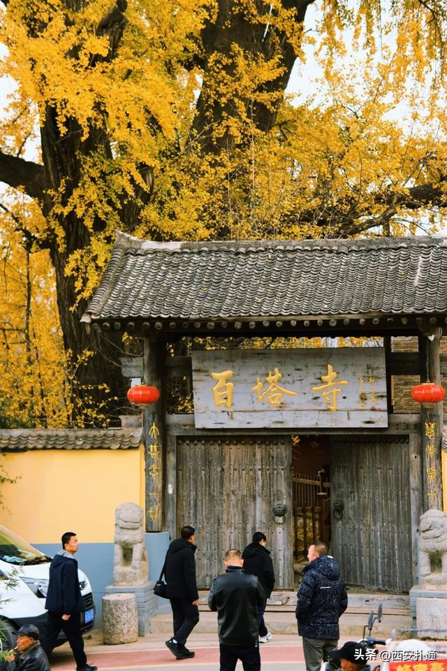 古观音禅寺谢幕？这里的千年银杏，才是最后的隐藏彩蛋！