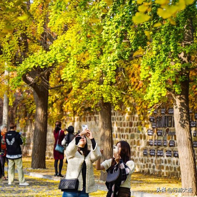 抓住这场金色盛宴！银杏“出片季”正式开启！