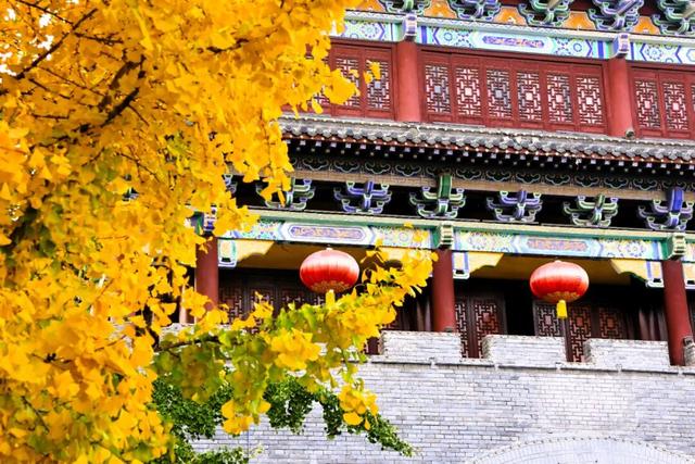 满城“金甲”醉秋风