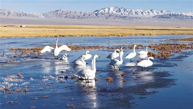 阿克塞：冬日湿地天鹅舞