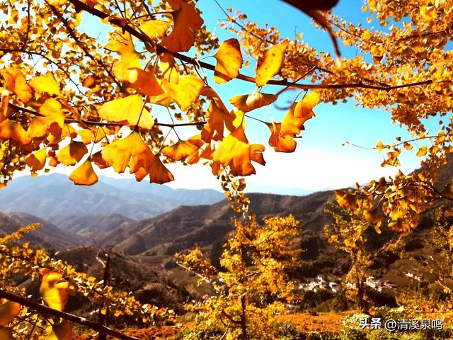 银杏染秋——九峰的金色童话