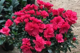 风水是先人的智慧结晶 是人与自然和谐共生的科学图片