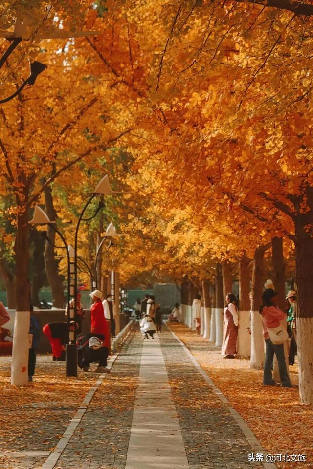 收藏！秦皇岛“银杏观赏地图”出炉，这八处胜地解锁璀璨深秋~