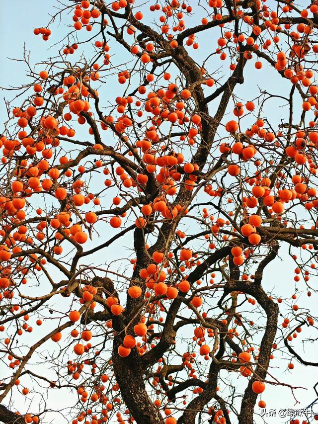 有人说，不就是个彬州烂怂柿子，有啥好拍！